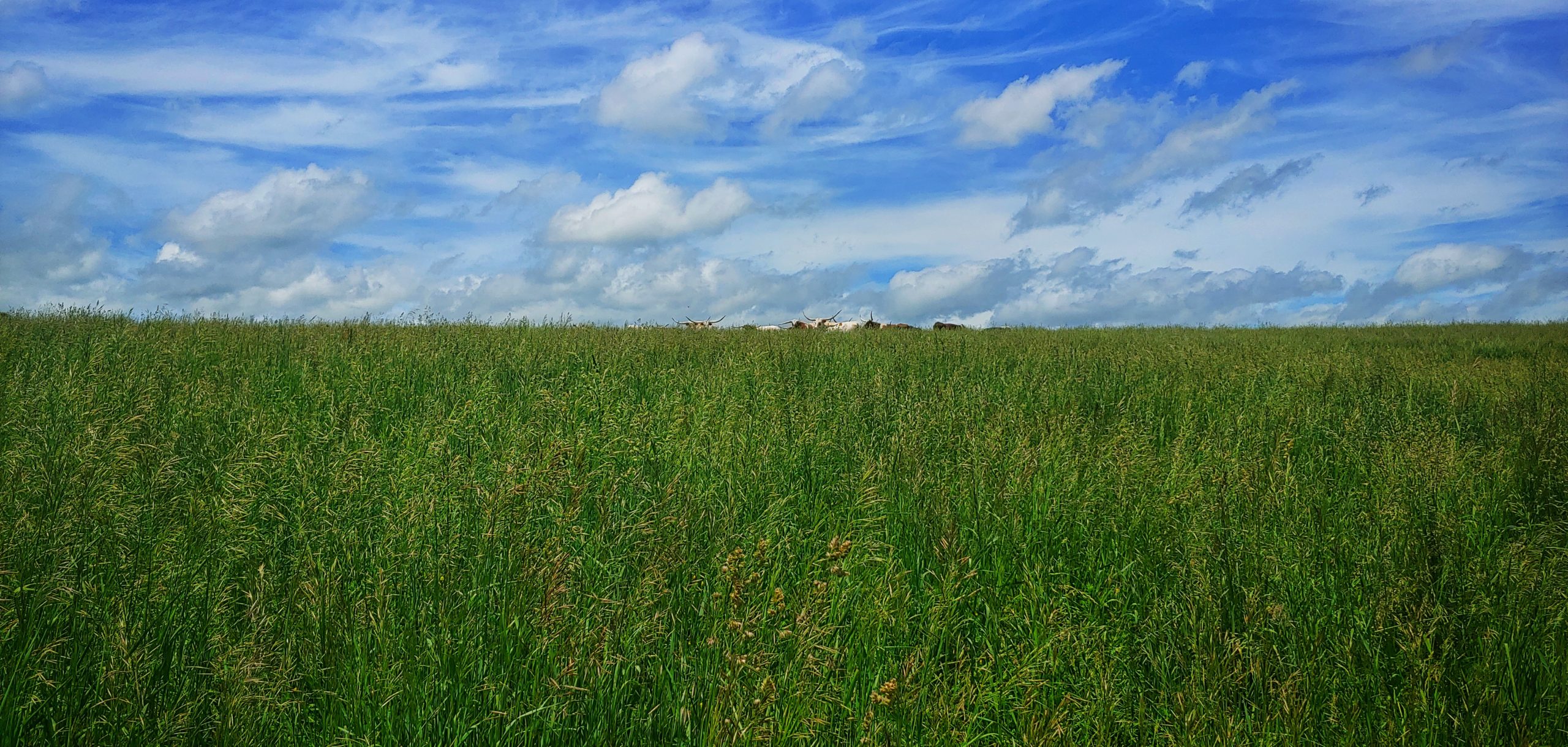 grassland sky
