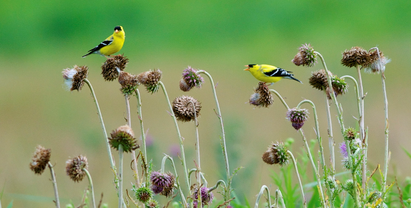 american goldfinch birds on thistle