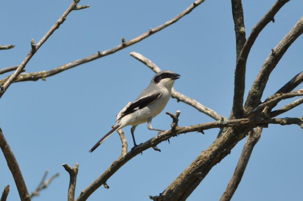 loggerhead shrike bird
