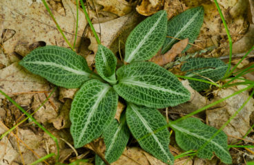 What’s In Bloom  |  Downy Rattlesnake Plantain