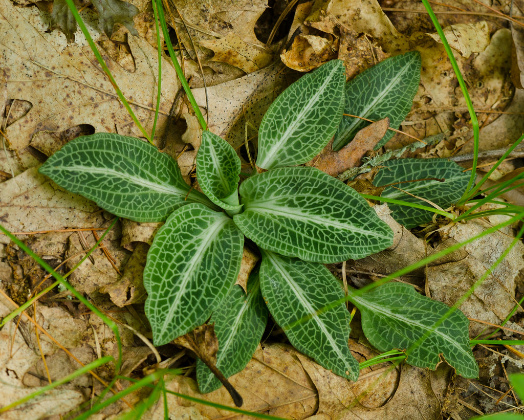 What’s In Bloom  |  Downy Rattlesnake Plantain