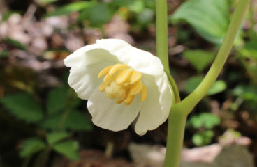 What’s in Bloom | Mayapple