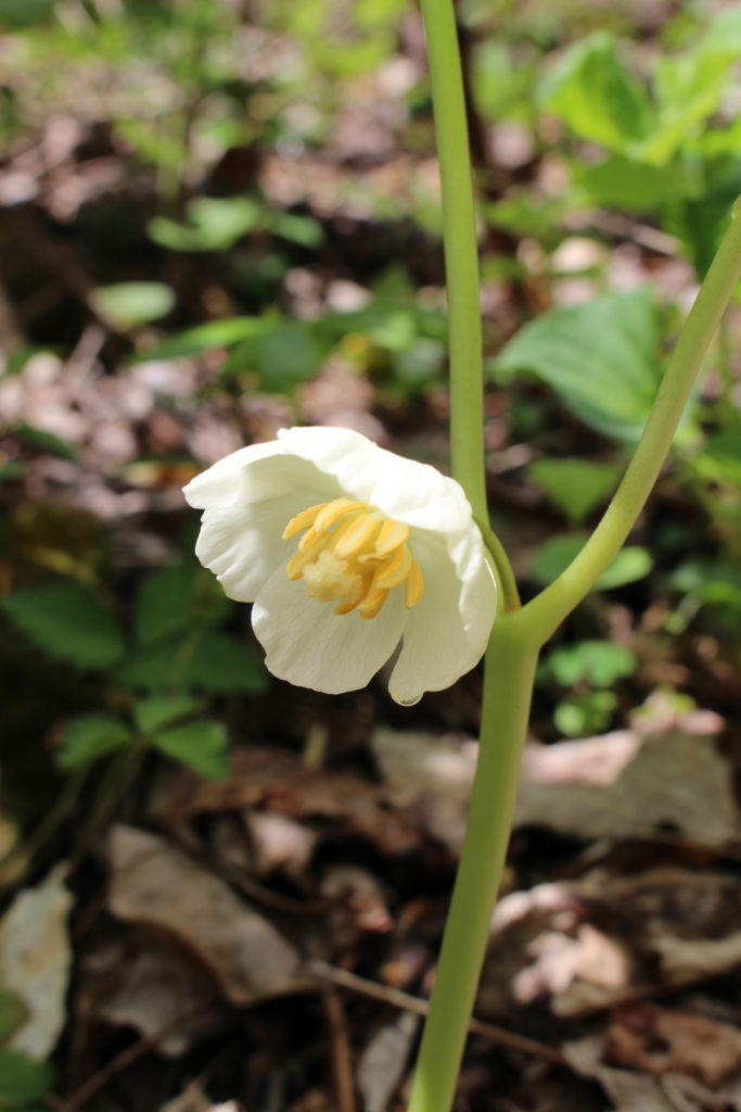 What’s in Bloom | Mayapple