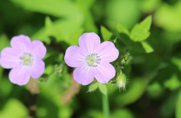 What’s in Bloom | Wild Geranium