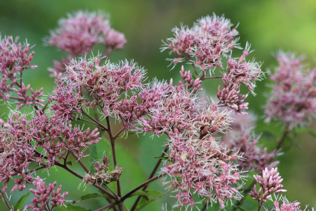 What’s in Bloom | Joe-Pye Weed