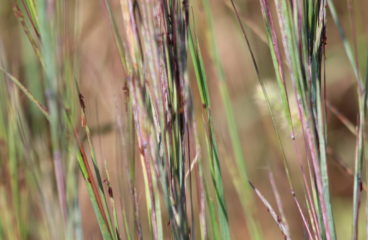 What’s In Bloom | Little Bluestem