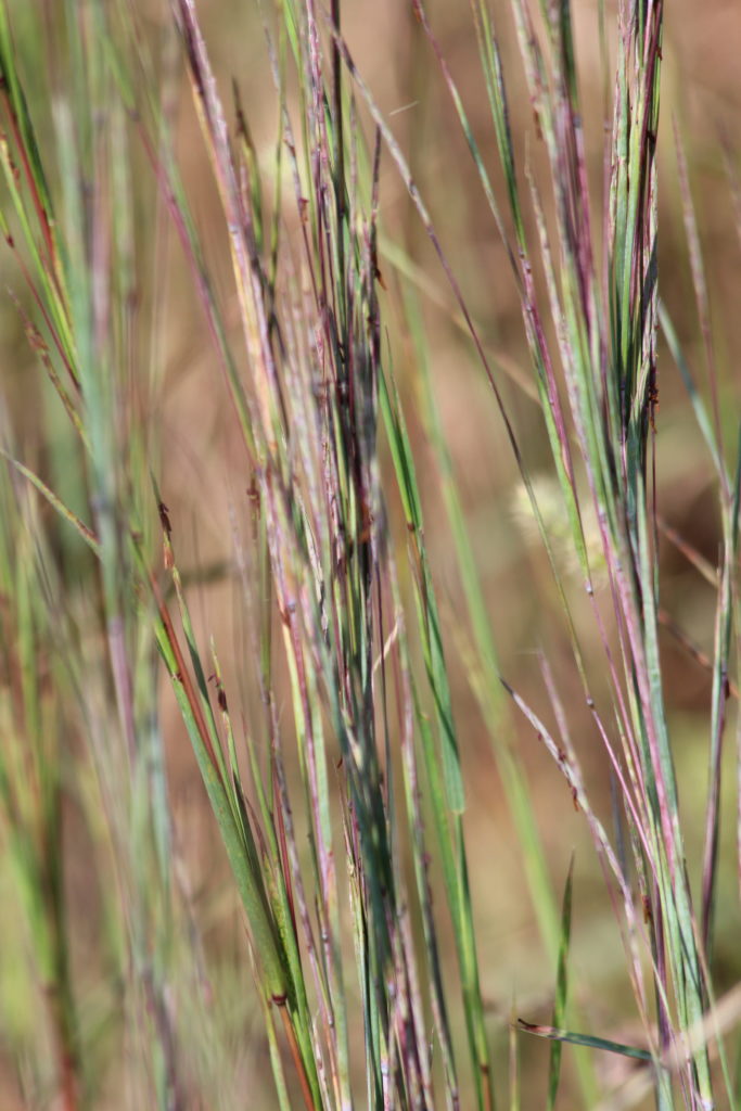 What’s In Bloom | Little Bluestem