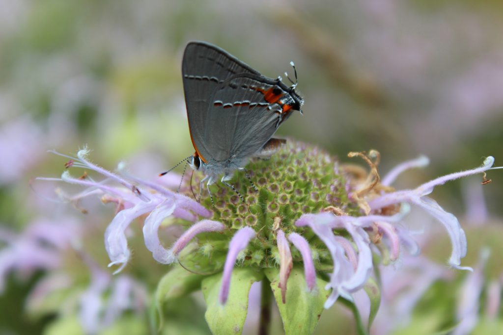 What’s in Bloom | Bee Balm