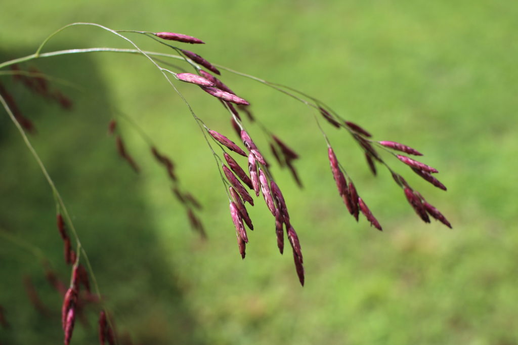 What’s in Bloom | Purpletop Grass