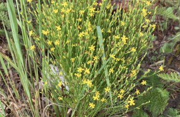 What’s In Bloom | Orange-grass St. John’s Wort