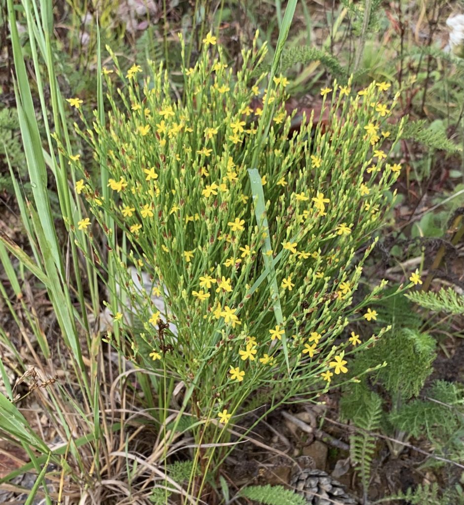 What’s In Bloom  |  Orange-grass St. John’s Wort