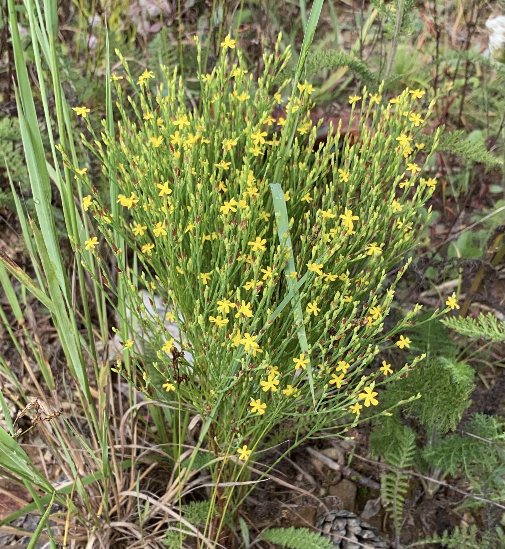 What’s In Bloom Orangegrass St. John’s Wort Virginia Working