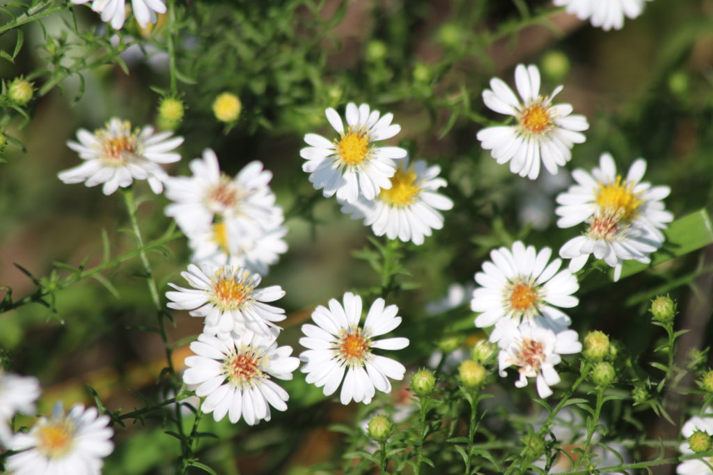 What’s in Bloom | American Asters