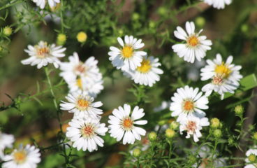 What’s in Bloom | American Asters