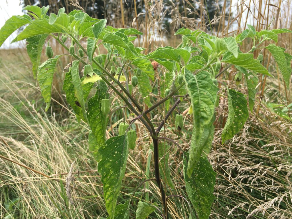 What’s in Bloom | Groundcherries