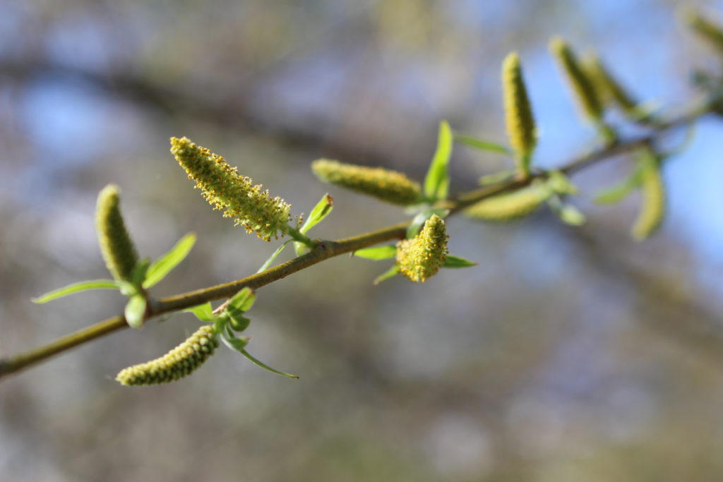 Black Willow