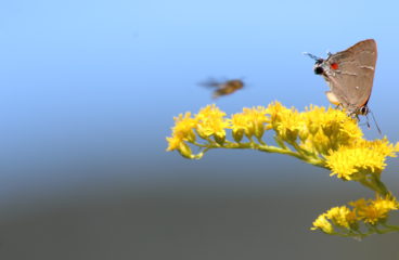 What’s in Bloom | Goldenrod