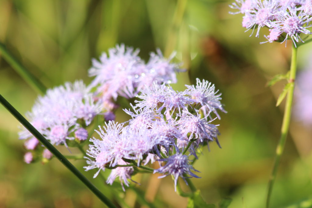 What’s in Bloom | Mistflower