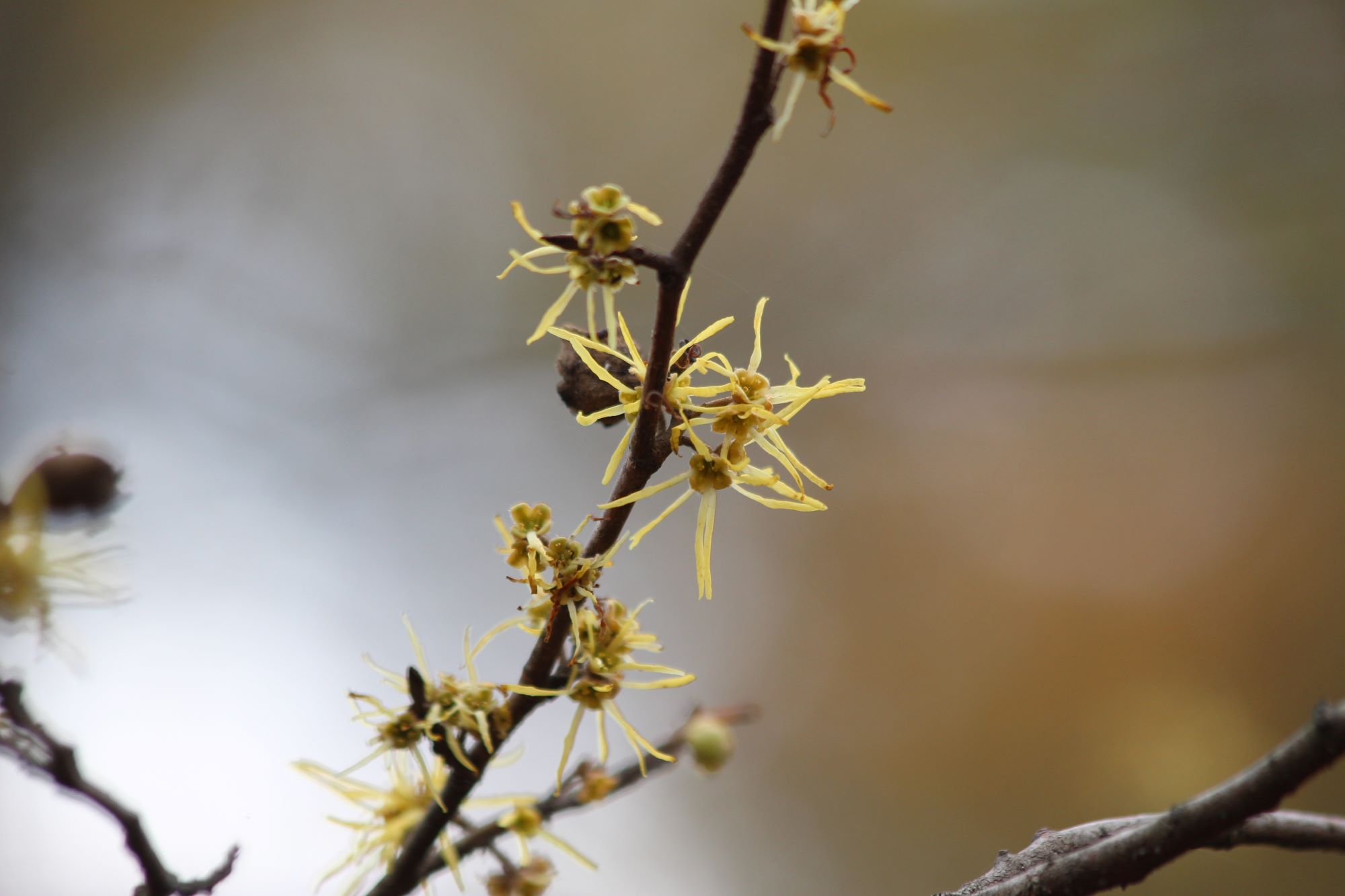 What's in Bloom Witch Hazel Virginia Working Landscapes