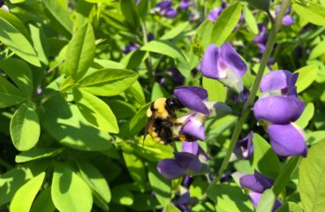 What’s in Bloom | False Indigo