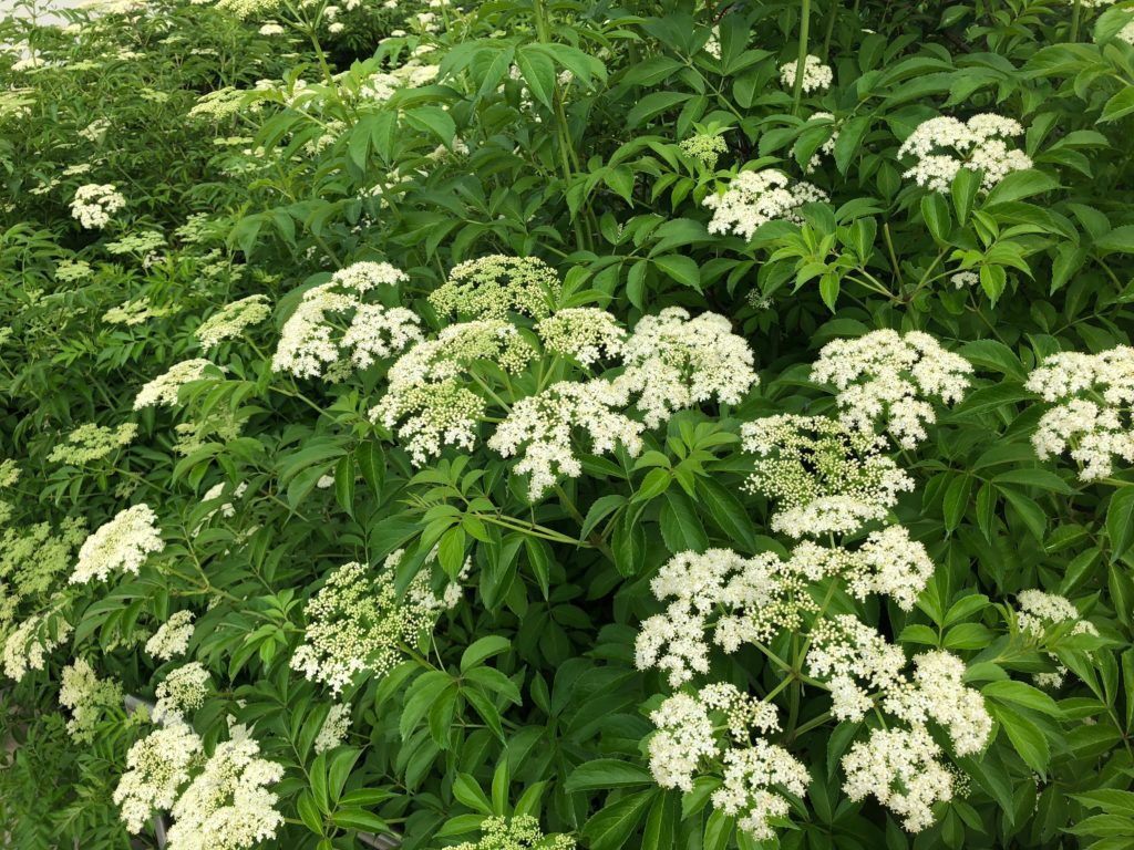 What’s in Bloom | Common Elderberry