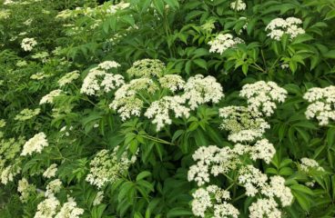What’s in Bloom | Common Elderberry