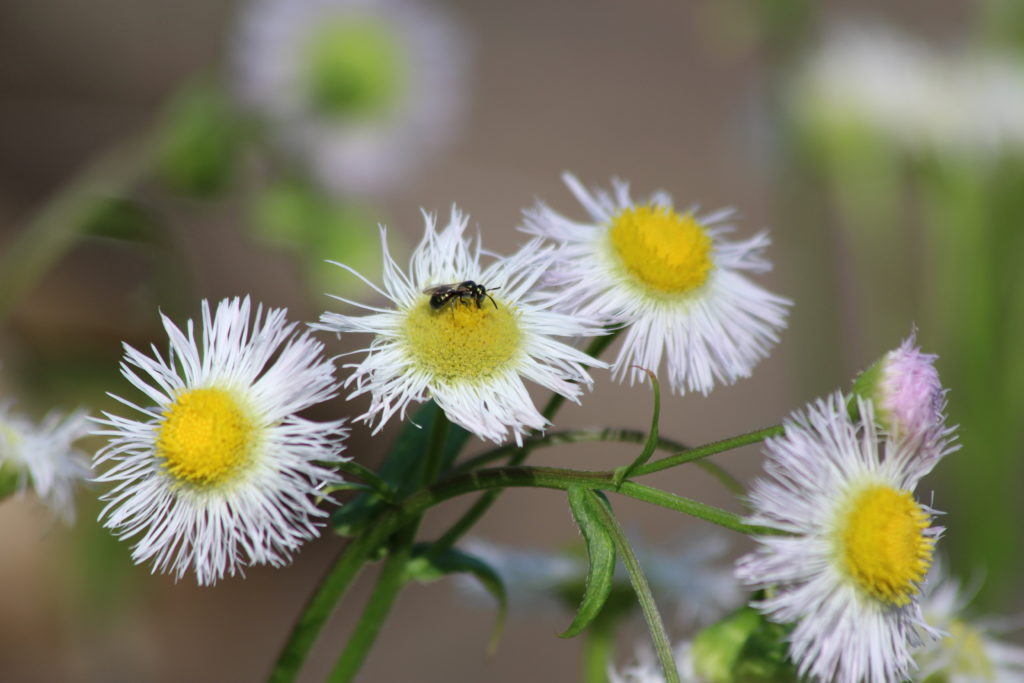 What’s in Bloom | Philadelphia Fleabane