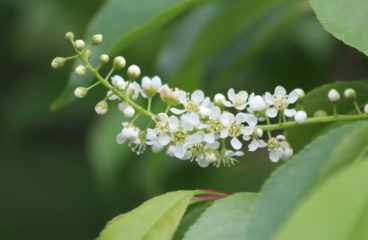 What’s in Bloom | Black Cherry