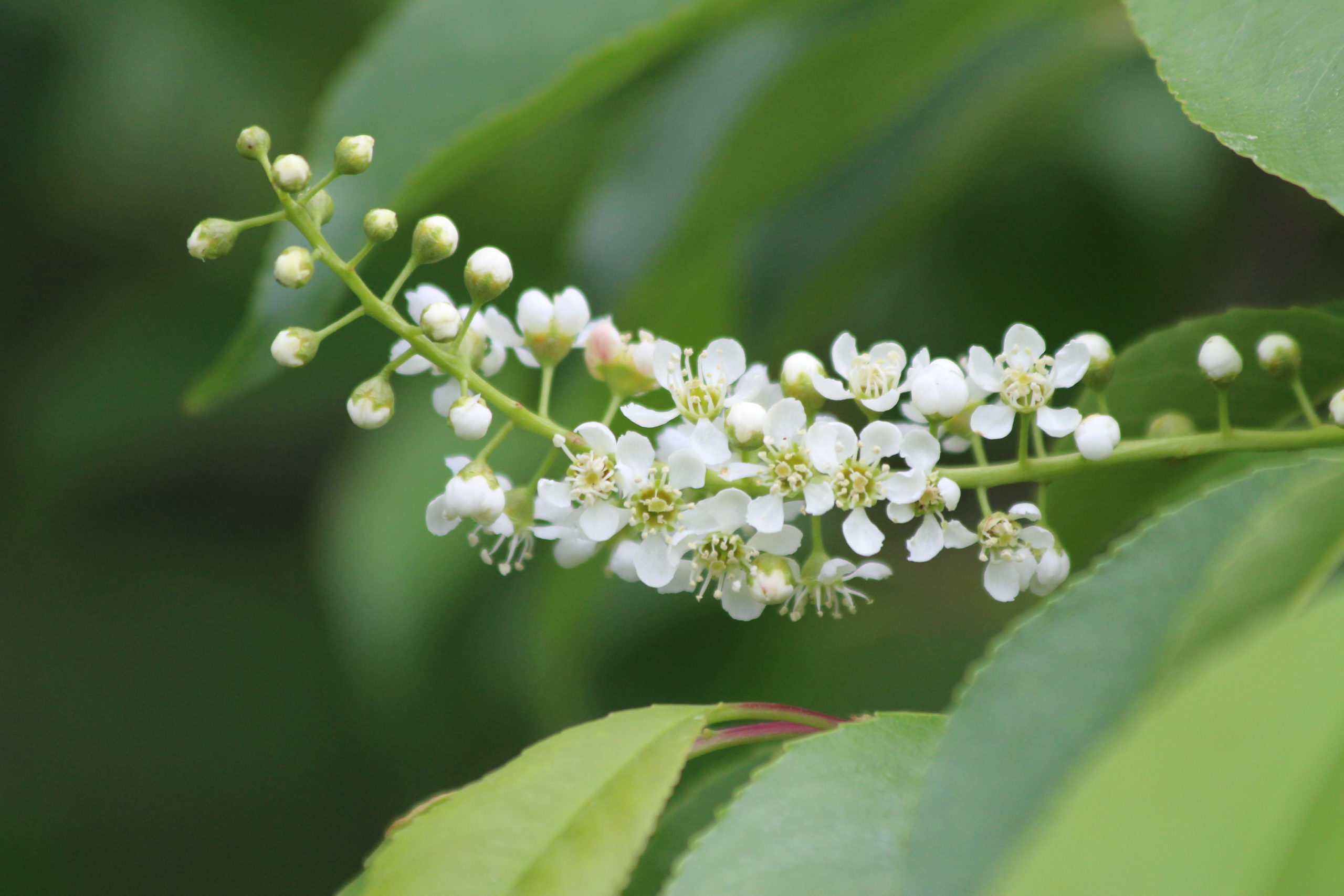 What's in Bloom Black Cherry Virginia Working Landscapes
