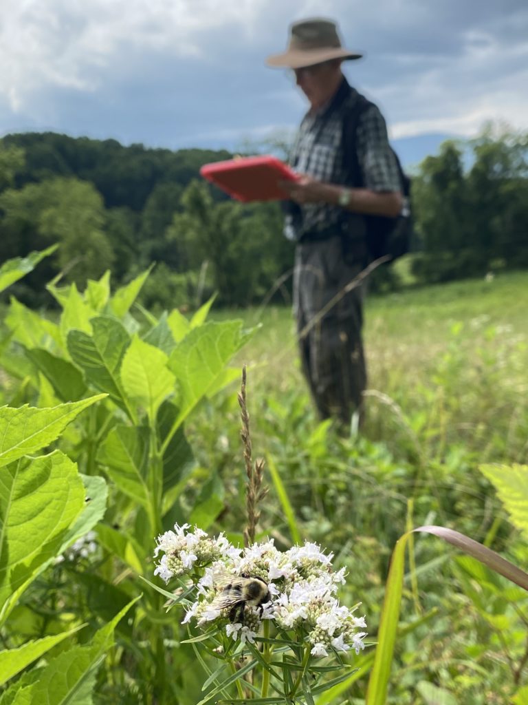 volunteer plant pollinator survey field work