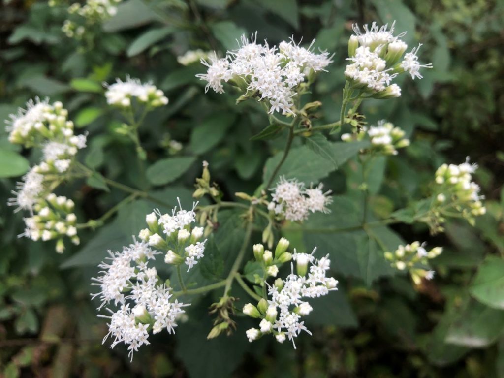 What’s in Bloom | White Snakeroot