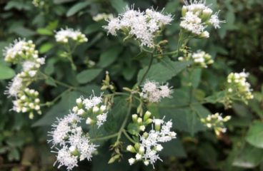 What’s in Bloom | White Snakeroot