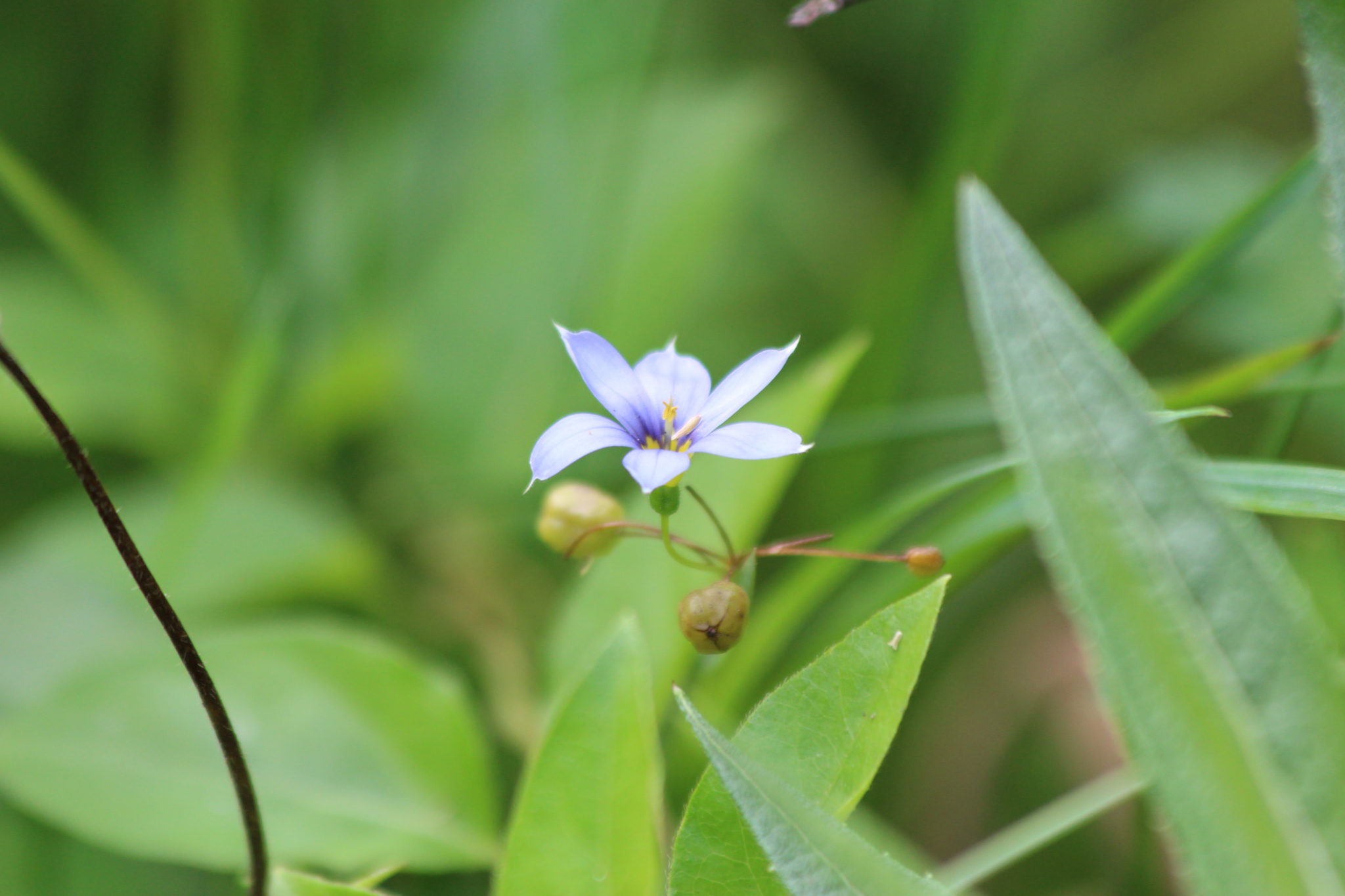 What's in Bloom Blueeyedgrass Virginia Working Landscapes