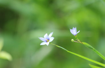 What’s in Bloom | Blue-eyed-grass