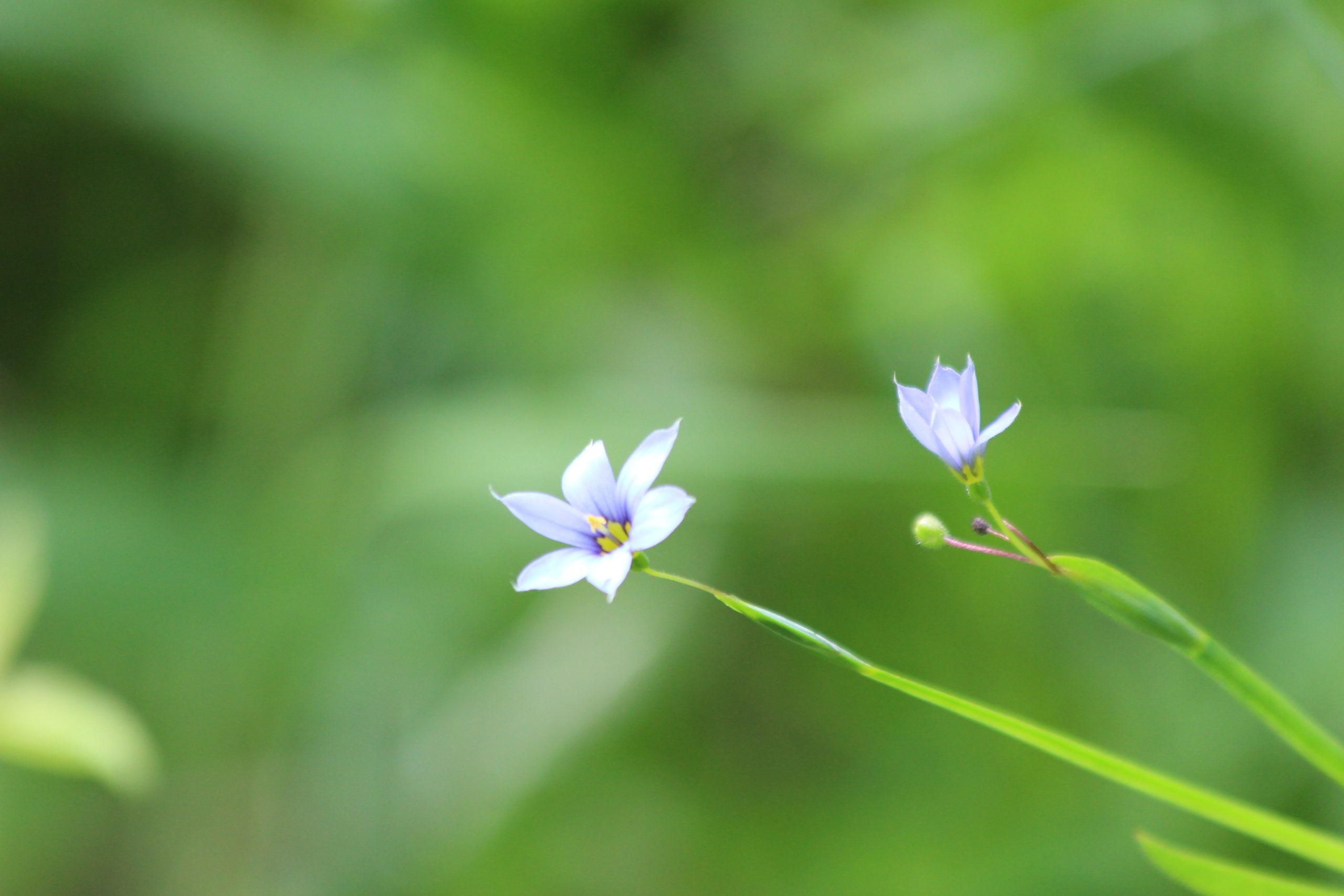 What's in Bloom Blueeyedgrass Virginia Working Landscapes