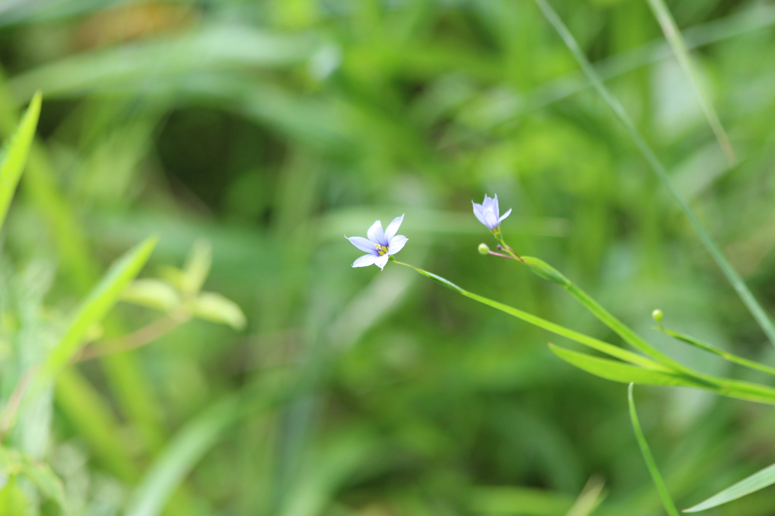 What's in Bloom Blueeyedgrass Virginia Working Landscapes