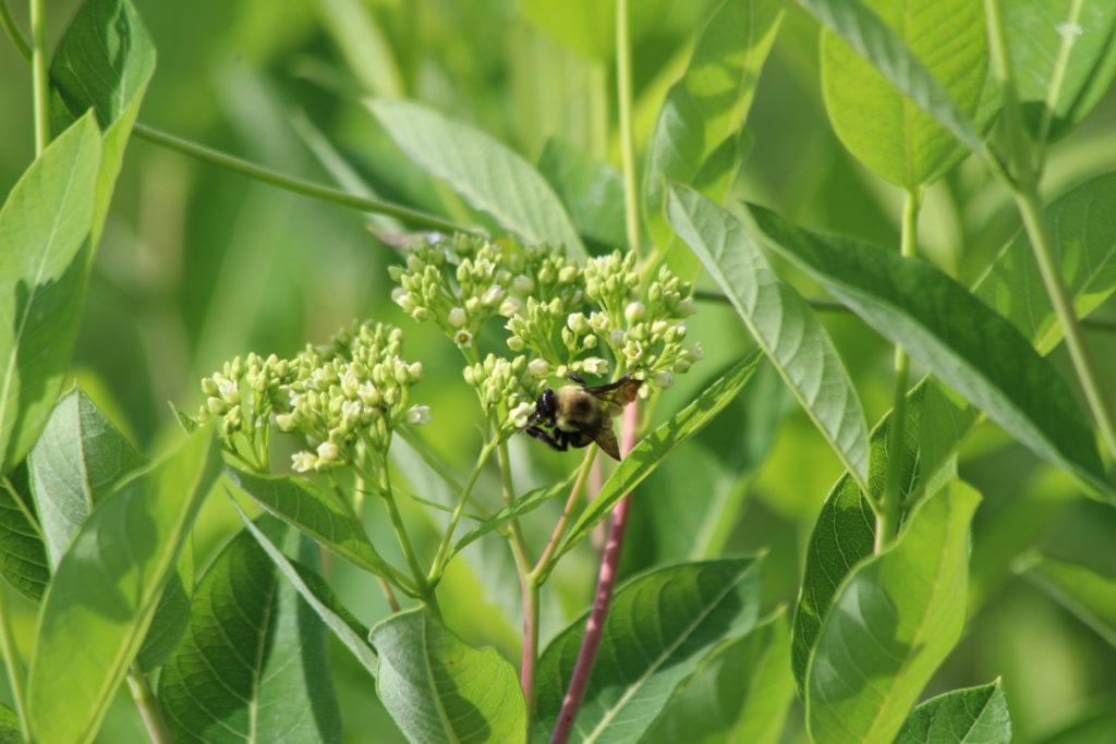 What’s in Bloom | Hemp Dogbane