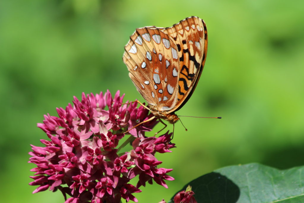 What’s in Bloom | Milkweeds