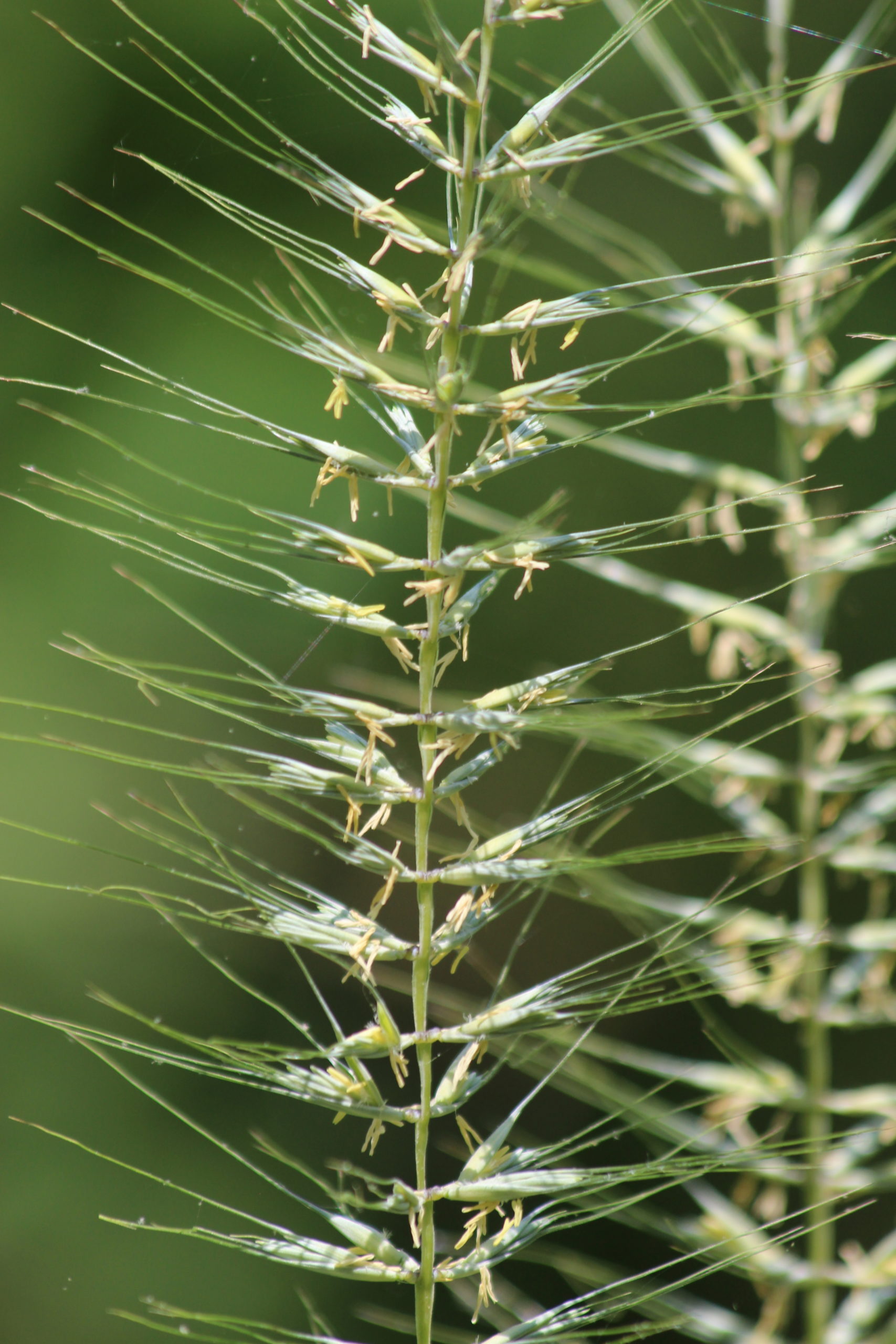 What's in Bloom Bottlebrush Grass Virginia Working Landscapes