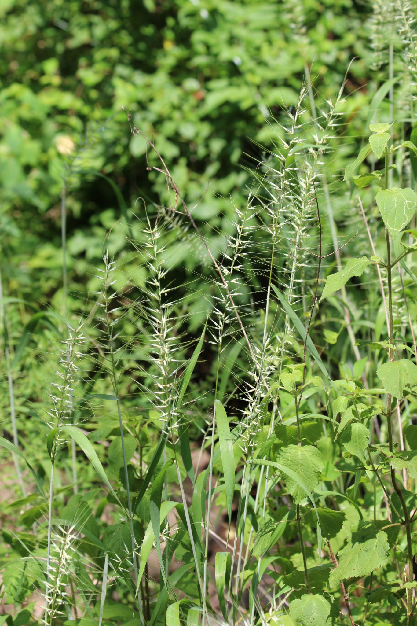 What's in Bloom Bottlebrush Grass Virginia Working Landscapes