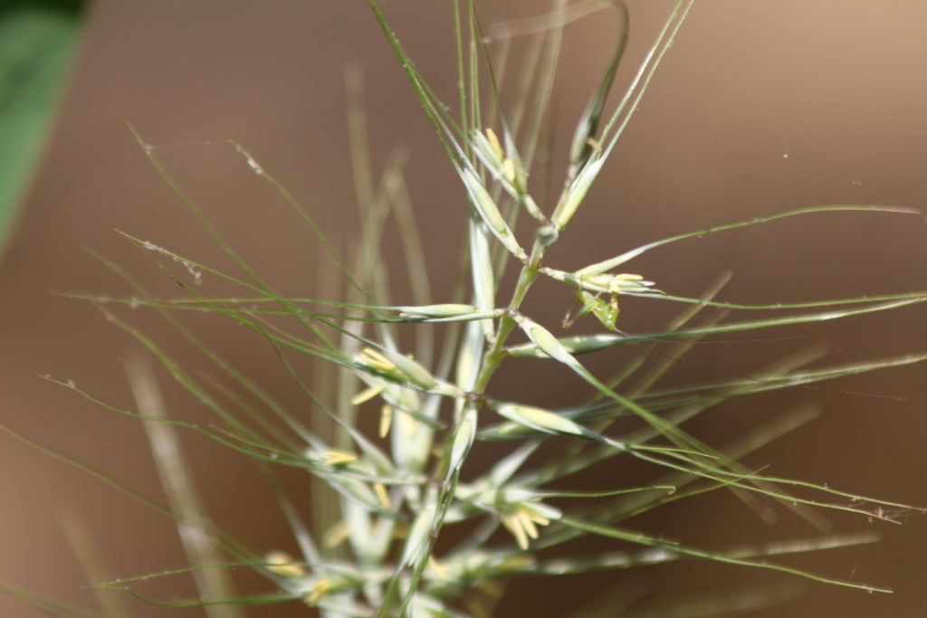 What’s in Bloom | Bottlebrush Grass