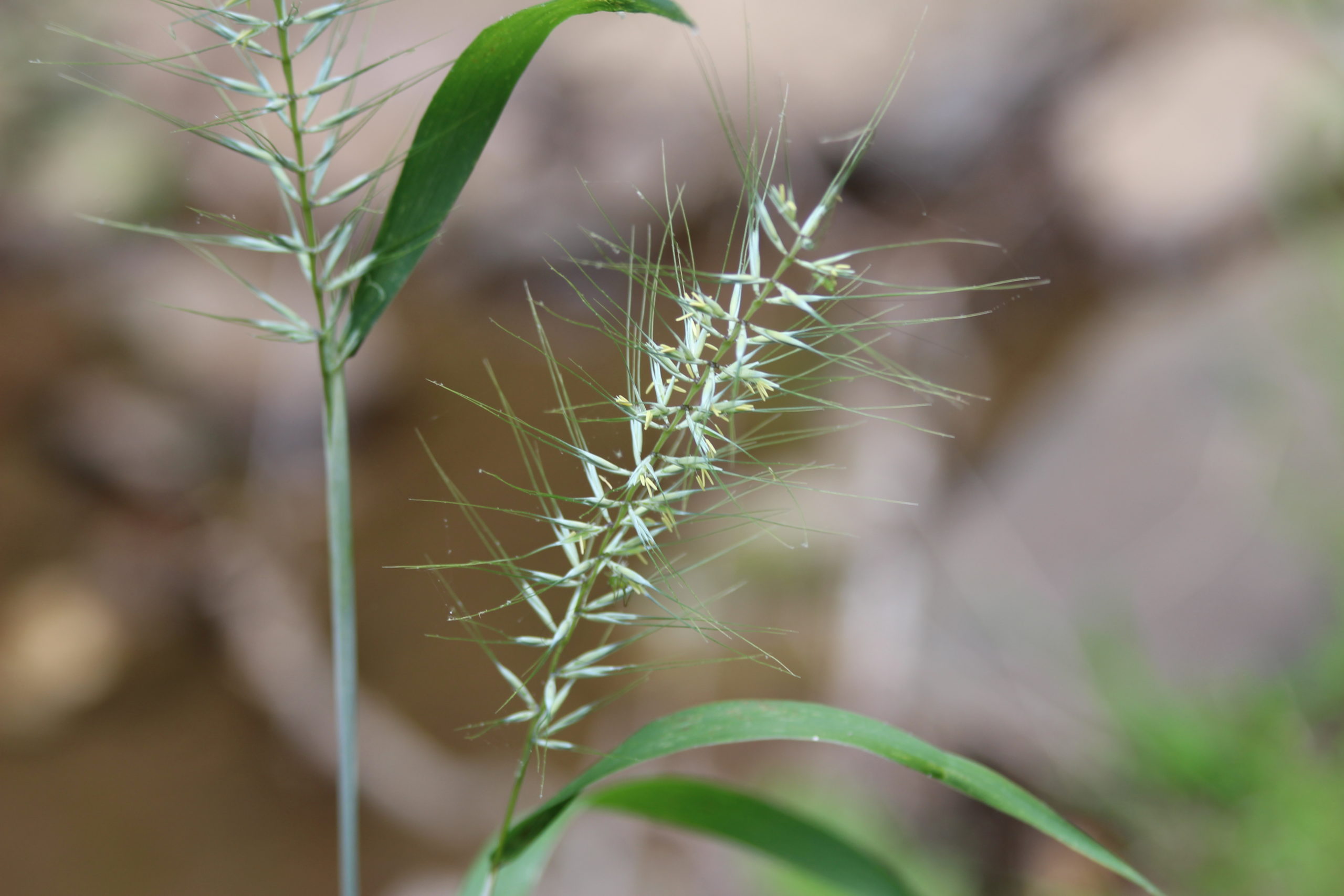 What's in Bloom Bottlebrush Grass Virginia Working Landscapes