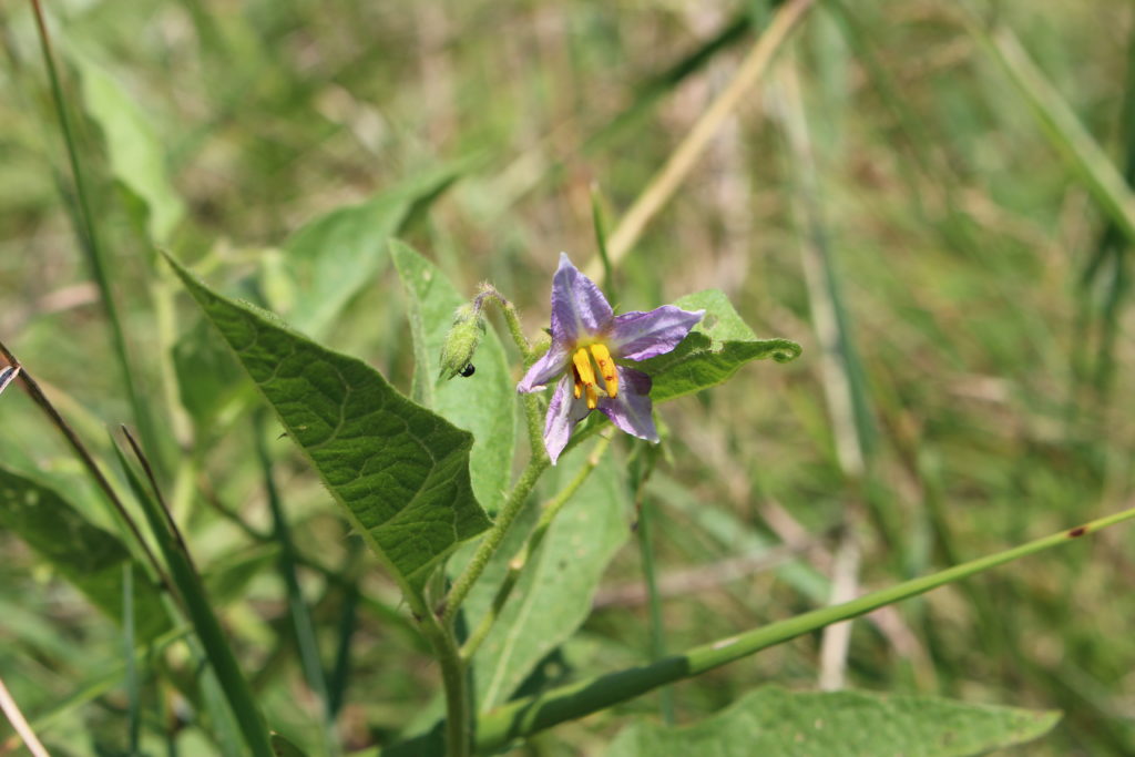 What’s in Bloom | Horse-nettle