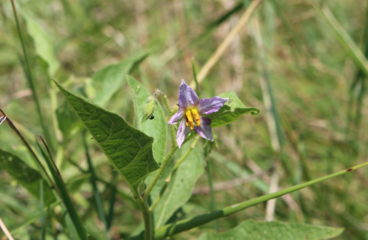 What’s in Bloom | Horse-nettle