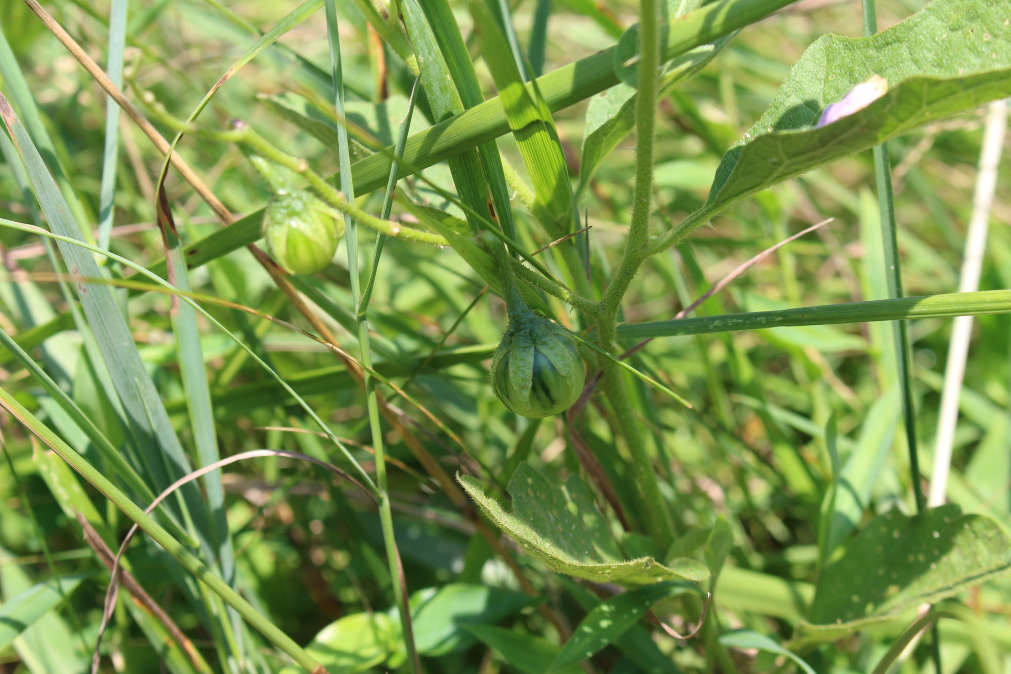What's in Bloom Virginia Working Landscapes