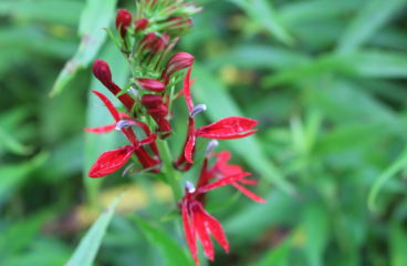What’s in Bloom | Cardinal Flower