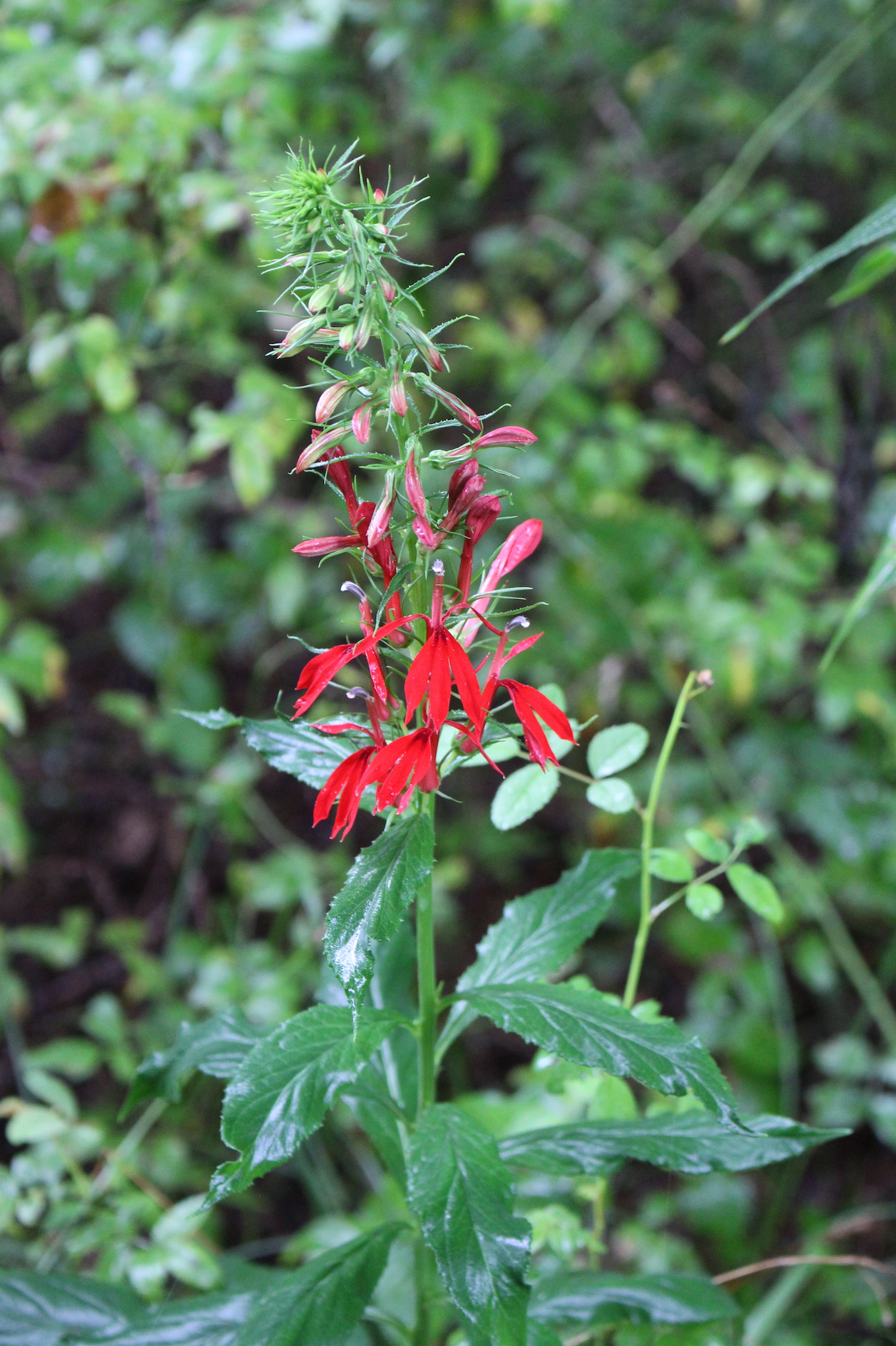 What's in Bloom Cardinal Flower Virginia Working Landscapes
