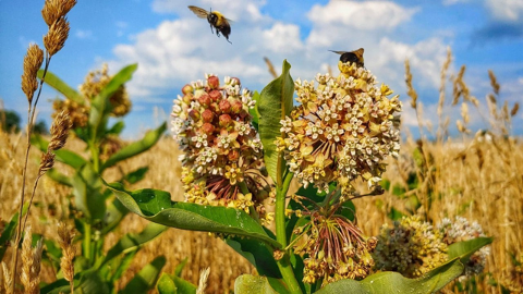 common milkweed bumblebees wildflowers