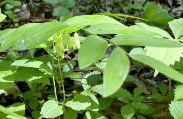What’s In Bloom | Solomon’s Seal