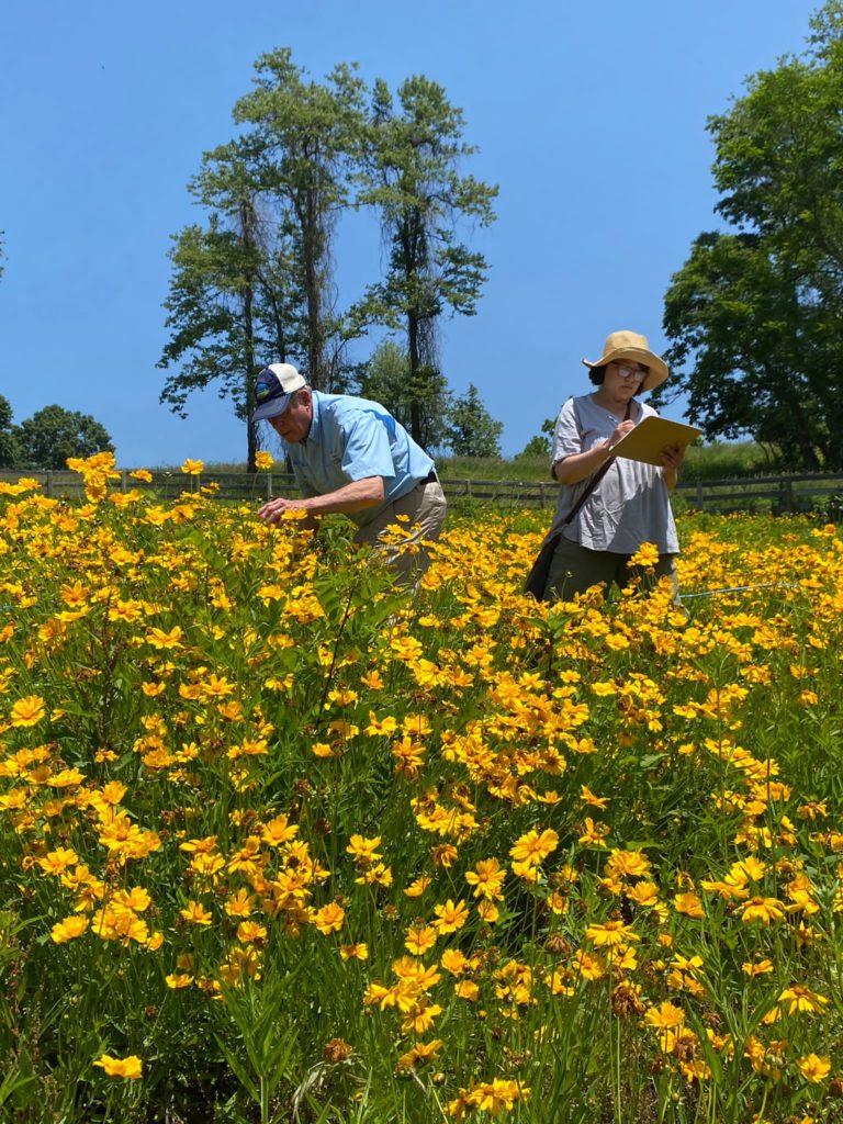 BFB volunteers volunteer wildflower survey plant survey